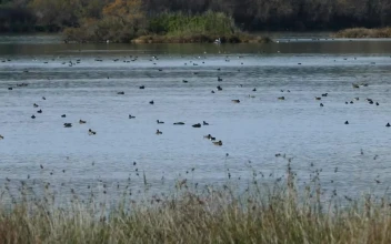 Stock Video Ducks Swimming In A Big Lake For PC