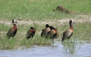Stock Video Ducks Standing In The Shore Of The Lake For PC