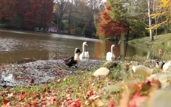 Stock Video Ducks Near A River In An Autumn Forest For PC