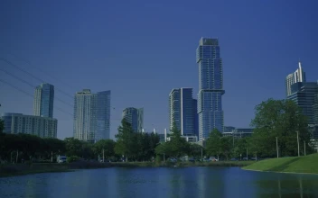 Stock Video Ducks In A Natural Park Of A Big City For PC