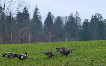 Stock Video Ducks In A Meadow During An Afternoon For PC