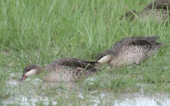 Stock Video Ducks Feeding By A Lake For PC