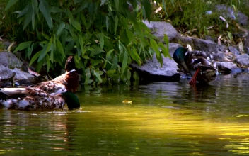 Stock Video Ducks Drinking Water In A Lake For PC