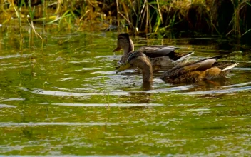 Stock Video Ducks Diving In The Lake For PC