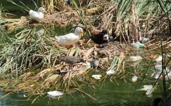 Stock Video Ducks Around A Dirty And Polluted River For PC