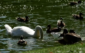 Stock Video Ducks And A Swan In A Lake For PC