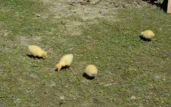 Stock Video Ducklings Feeding In A Field For PC