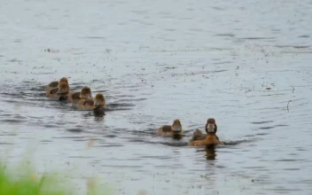 Stock Video Duck With Ducklings Swimming In The Lake For PC