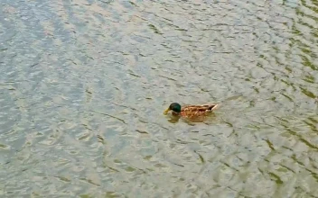 Stock Video Duck Swimming Upstream For PC