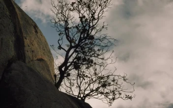Stock Video Dry Tree On Top Of A Rocky Mountain For PC