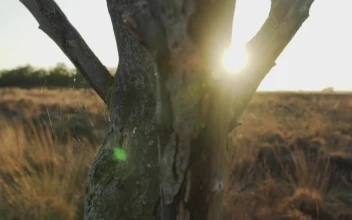 Stock Video Dry Tree In The Middle Of A Desert At Sunset For PC