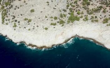 Stock Video Dry Plants Growing Along The Coast For PC