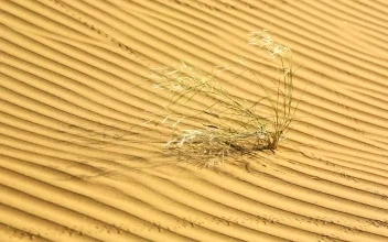 Stock Video Dry Plant Waving In The Desert For PC