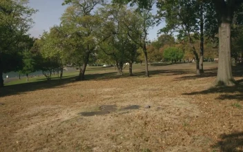 Stock Video Dry Leaves In A Park For PC