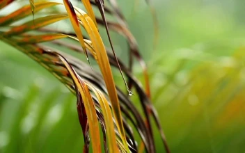 Stock Video Dry Palm Leaves In The Rain For PC