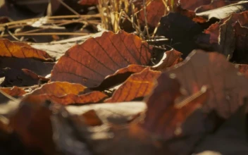 Stock Video Dry Leaves From Autumn On The Ground For PC