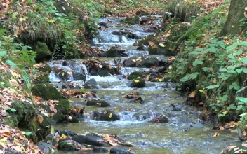Stock Video Dry Leaves Fall Into The Stream In Autumn Forest For PC