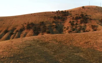 Stock Video Dry Hills And Trees For PC