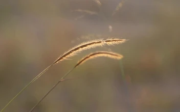 Stock Video Dry Grass In The Wind For PC