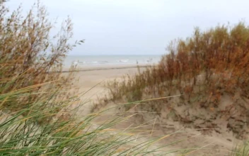 Stock Video Dry Grass Growing In Sand For PC