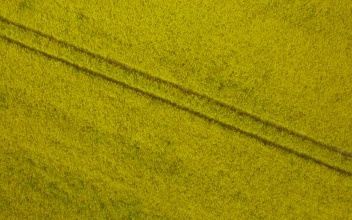 Stock Video Drone Shot Of Yellow Crops For PC