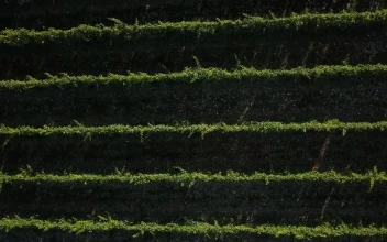 Stock Video Drone Moving Slowly Above A Vineyard For PC