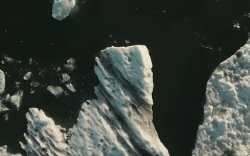 Stock Video Drone Following Sea Birds For PC