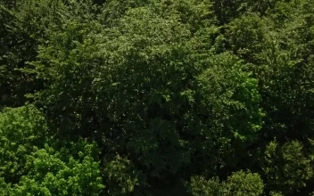 Stock Video Drone Flying Over The Tops Of Trees For PC
