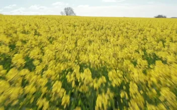 Stock Video Drone Flying Over Summer Crops For PC