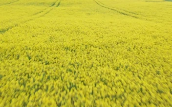 Stock Video Drone Flying Over Fresh Crops For PC