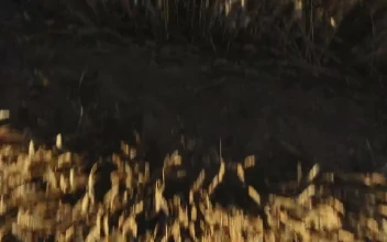 Stock Video Drone Flying Over Crops Quickly For PC