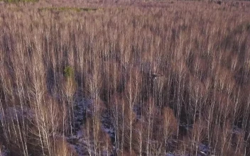 Stock Video Drone Flying Over A Forest In The Winter For PC