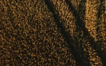 Stock Video Drone Flying Low Over Farmland For PC