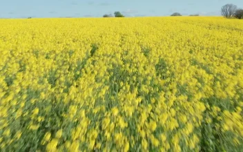 Stock Video Drone Flying Low Over Crops For PC