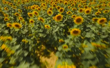 Stock Video Drone Flying Across Sunflowers For PC