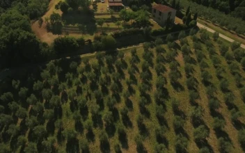 Stock Video Drone Flying Across Olive Fields For PC