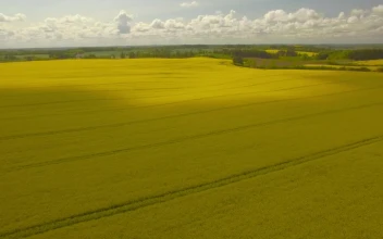 Stock Video Drone Flying Across Golden Fields For PC