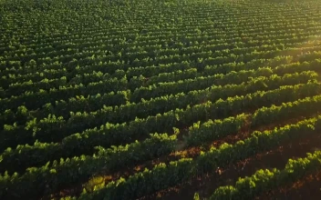Stock Video Drone Flying Across A Vineyard For PC