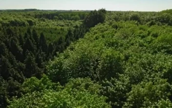 Stock Video Drone Flying Across A Large Forest  Smal For PC