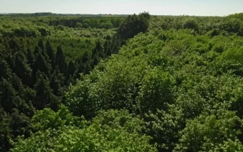 Stock Video Drone Flying Across A Large Forest For PC