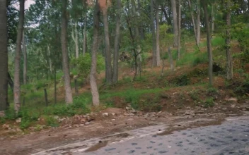 Stock Video Driving Down A Road In A Forest In A Pickup For PC