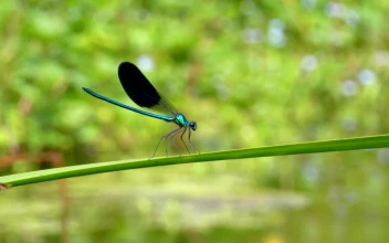 Stock Video Dragonfly Standing On A Green Branch For PC