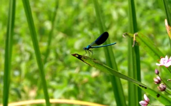 Stock Video Dragonfly Sitting On A Branch For PC