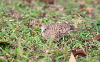 Stock Video Dove Searching A Field For Food For PC