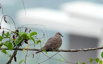 Stock Video Dove Resting In A Garden For PC