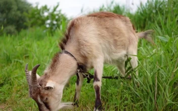 Stock Video Domestic Goat Eating In The Meadow For PC