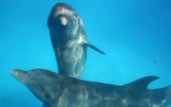 Stock Video Dolphins Underwater For PC