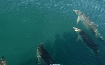 Stock Video Dolphins Swimming In The Sea For PC