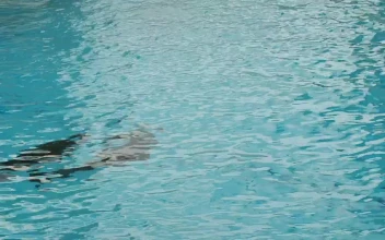 Stock Video Dolphins Swimming In The Aquarium For PC