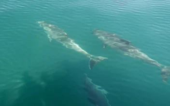 Stock Video Dolphins Swimming In Front Of A Boat For PC